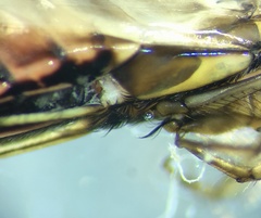 Paranisops inconstans