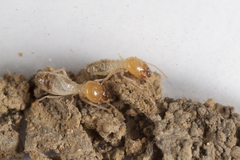 Odontotermes formosanus