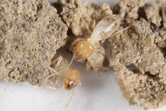 Odontotermes formosanus