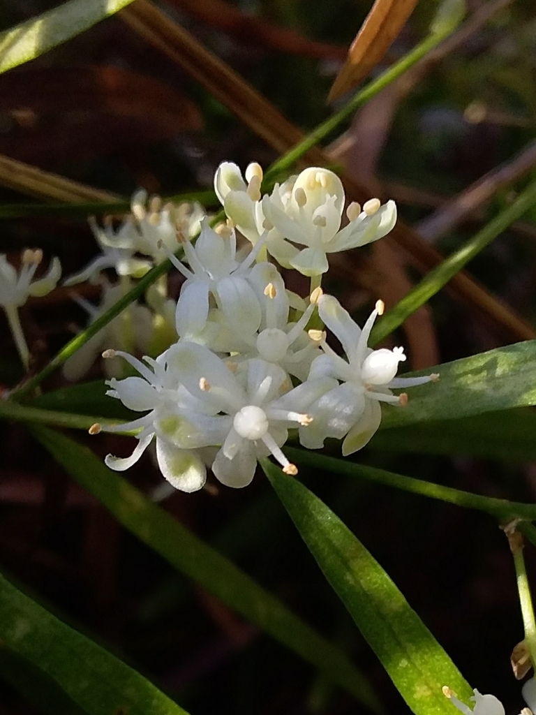Asparagus falcatus (Asparagus falcatus)