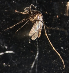 Culex bitaeniorhynchus