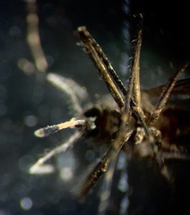 Culex bitaeniorhynchus