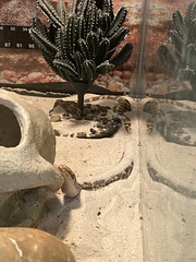 Eryx colubrinus loveridgei