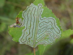 Phyllocnistis labyrinthella