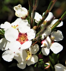 Harmogia densifolia