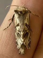 Archaeoses polygrapha