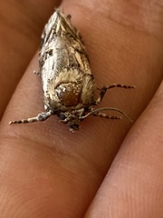 Archaeoses polygrapha