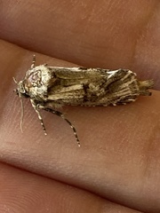 Archaeoses polygrapha