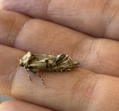 Archaeoses polygrapha