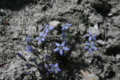 Gentianella moorcroftiana