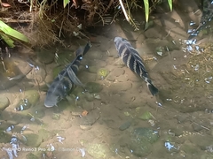 Heterotilapia buettikoferi