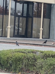 Corvus brachyrhynchos