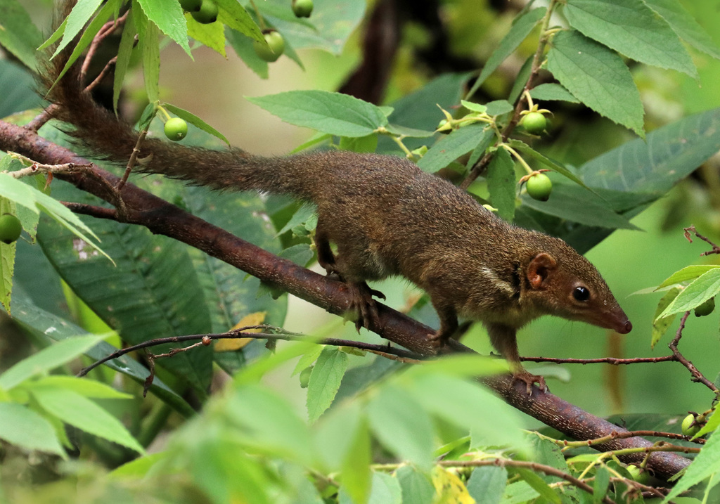 Horsfield's Treeshrew
