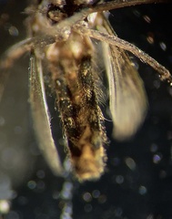 Culex bitaeniorhynchus