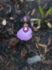 Utricularia dichotoma