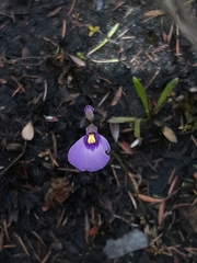 Utricularia dichotoma