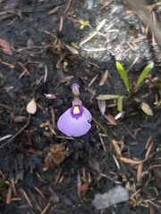 Utricularia dichotoma