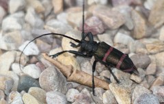 Ceroplesis orientalis