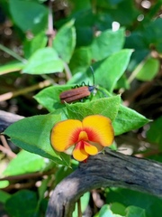 Platylobium obtusangulum