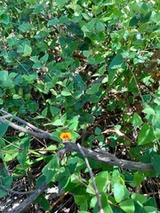 Platylobium obtusangulum