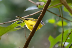 Phylloscopus poliogenys