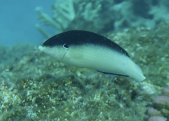Anampses neoguinaicus