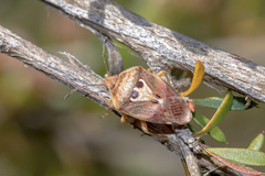 Eupolemus angularis