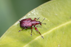 Euops falcata