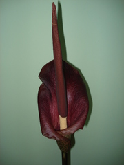 Amorphophallus konjac