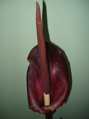 Amorphophallus konjac