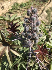 Ricinus communis
