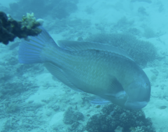 Choerodon schoenleinii