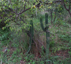 Euphorbia ingens image