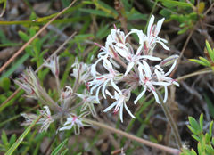 Pelargonium auritum carneum