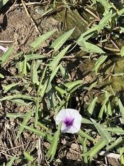 Ipomoea aquatica