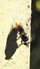 Duomyia