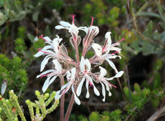 Pelargonium auritum carneum