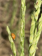 Coccinellini