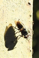 Duomyia