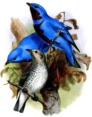 Lovely Cotinga photo 4