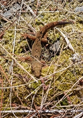 Dactylocnemis pacificus