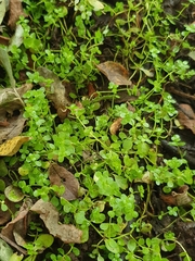 Callitriche muelleri