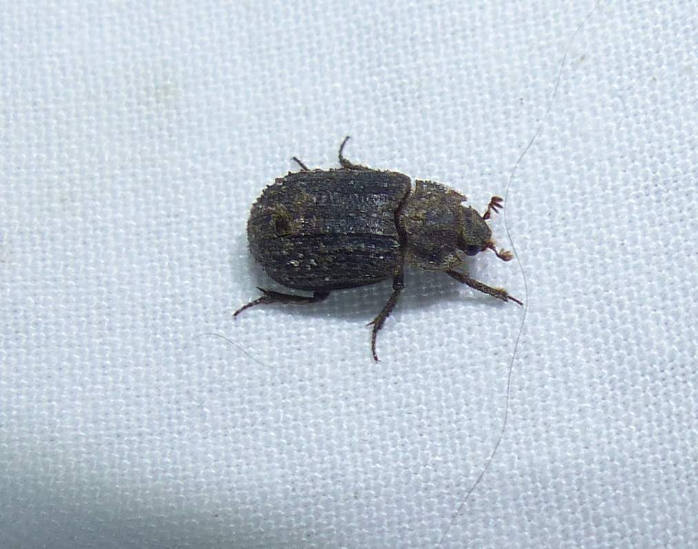 Trox variolatus