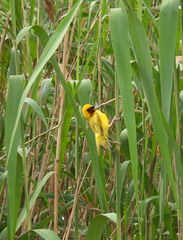 Ploceus xanthopterus