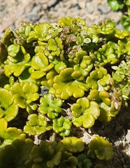 Azorella hydrocotyloides