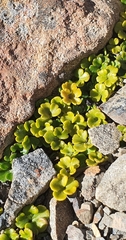 Azorella hydrocotyloides