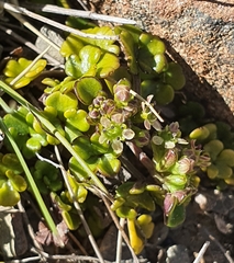 Azorella hydrocotyloides