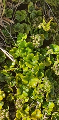 Azorella hydrocotyloides