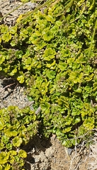 Azorella hydrocotyloides