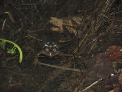 Rana ornativentris